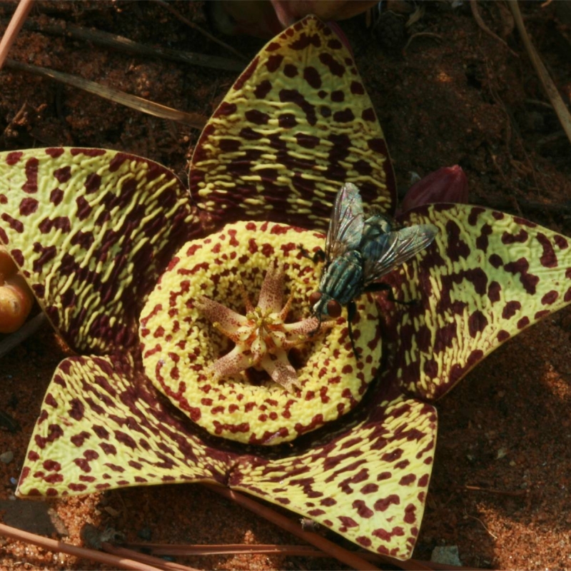 Carrion Plant Orbea variegata